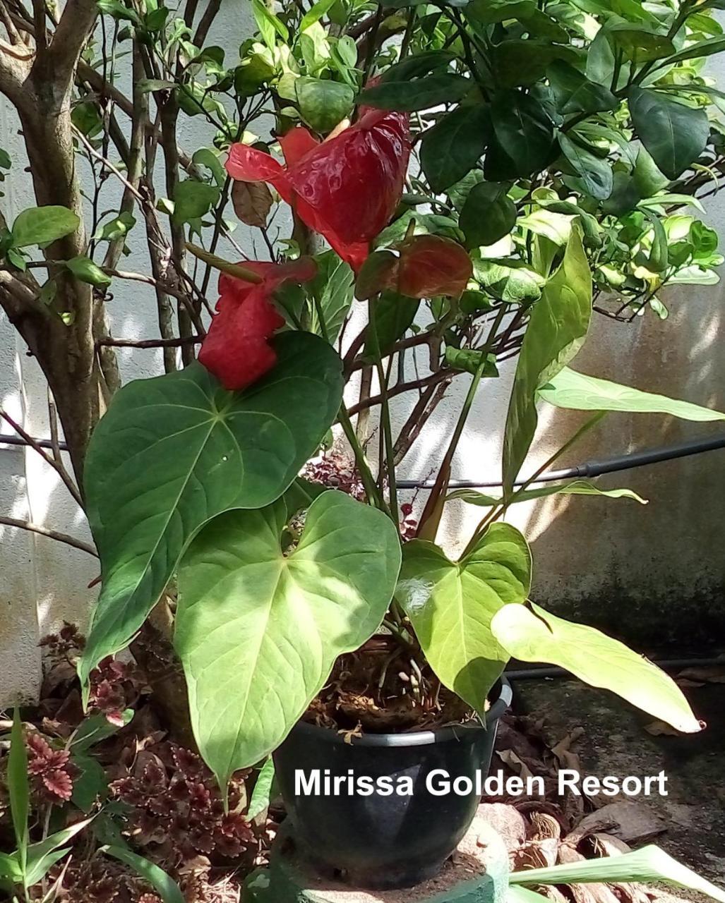 Mirissa Golden Resort Exterior foto